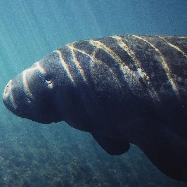 thumbnail for publication: Third Grade Manatee Curriculum—Lesson 8: How Much Do Manatees Need to Eat?